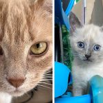 Best Cat Photos Sent To Us This Week (12 March 2023)