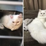 15 Heartwarming Transformations: Rescue Cats Before and After Adoption