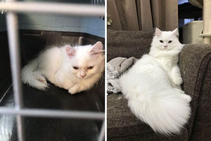 15 Heartwarming Transformations: Rescue Cats Before and After Adoption