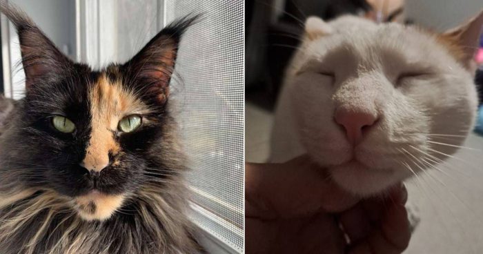 Best Cat Photos Sent To Us This Week (30 April 2023)