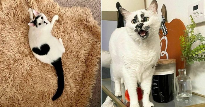 These 12 Felines Have the Most Distinctive Coats You’ll Ever See