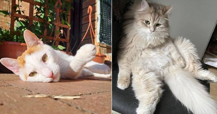 Best Cat Photos Sent To Us This Week (02 April 2023)