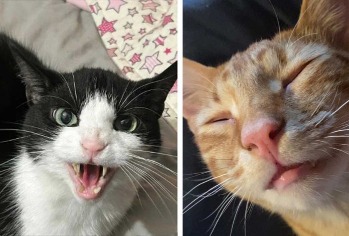 Best Cat Photos Sent To Us This Week (09 April 2023)