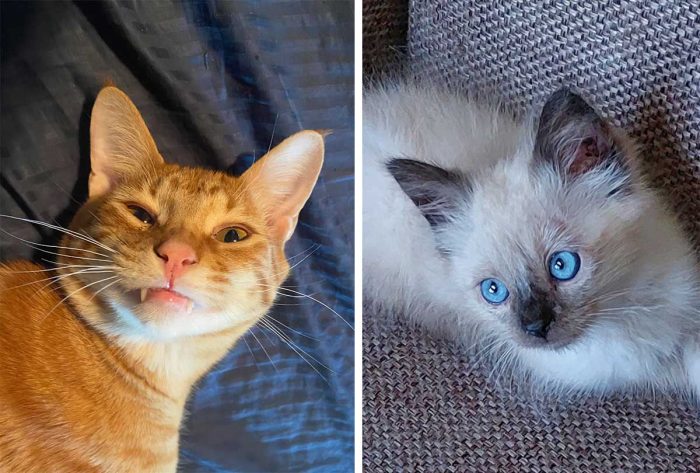 Best Cat Photos Sent To Us This Week (23 April 2023)