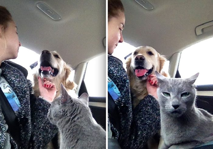 The Envy of Our Furry Friends: 12 Times Pets Showed Their Jealous Side