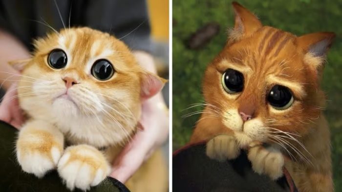 Real-Life Puss in Boots: Meet Pisco, the Ginger Feline with Captivating Eyes