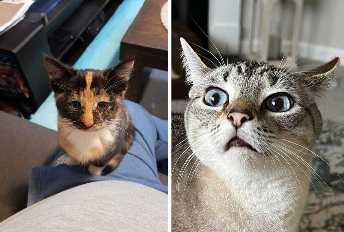 Best Cat Photos Sent To Us This Week (21 May 2023)