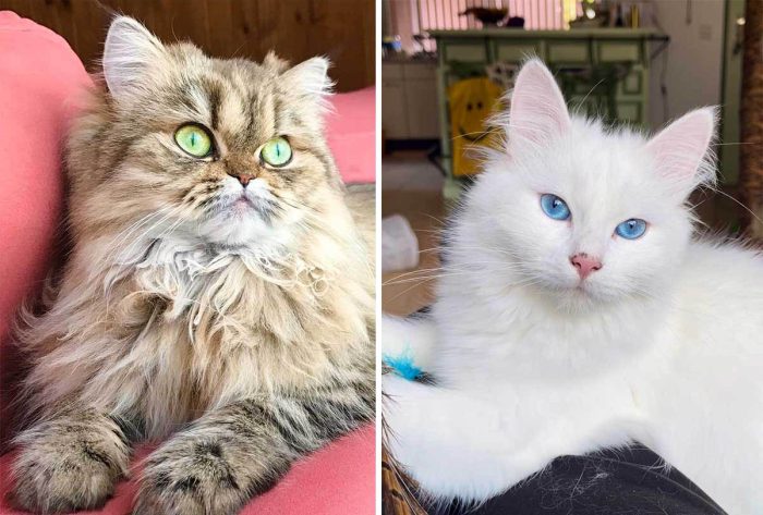 Best Cat Photos Sent To Us This Week (28 May 2023)