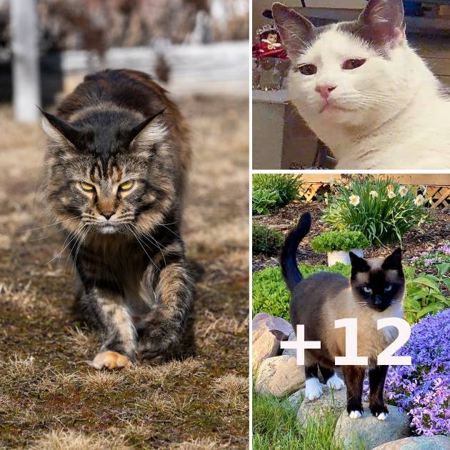 Best Cat Photos Sent To Us This Week (14 May 2023)