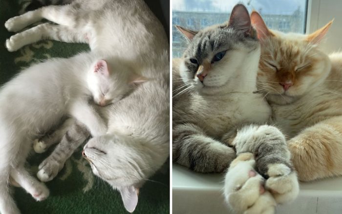 Heartwarming Journey:  12 Captivating Images of Kittens Growing Into Cats