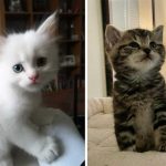 Meow-mories Unleashed: 27 Heartwarming Photos of Cats’ First Days Home