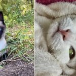 Best Cat Photos Sent To Us This Week (20 August 2023)