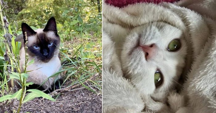Best Cat Photos Sent To Us This Week (20 August 2023)