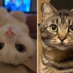 Best Cat Photos Sent To Us This Week (13 August 2023)