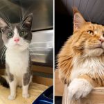 Best Cat Photos Sent To Us This Week (27 August 2023)