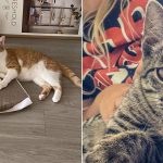 Best Cat Photos Sent To Us This Week (03 September 2023)