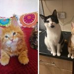 Best Cat Photos Sent To Us This Week (10 September 2023)