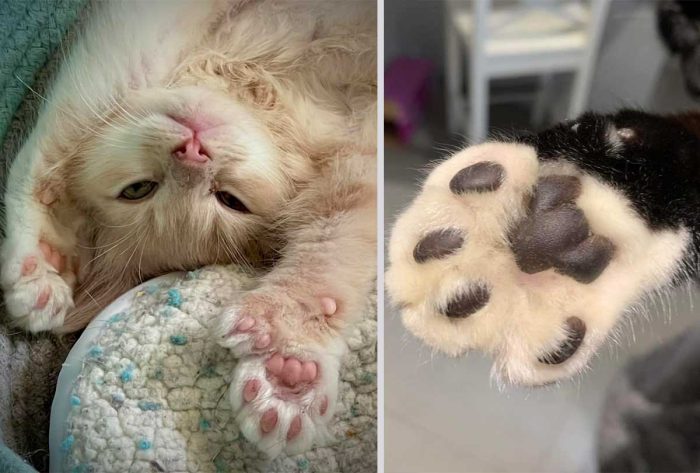 We asked our community to share their cats’ bean photos, and they did.