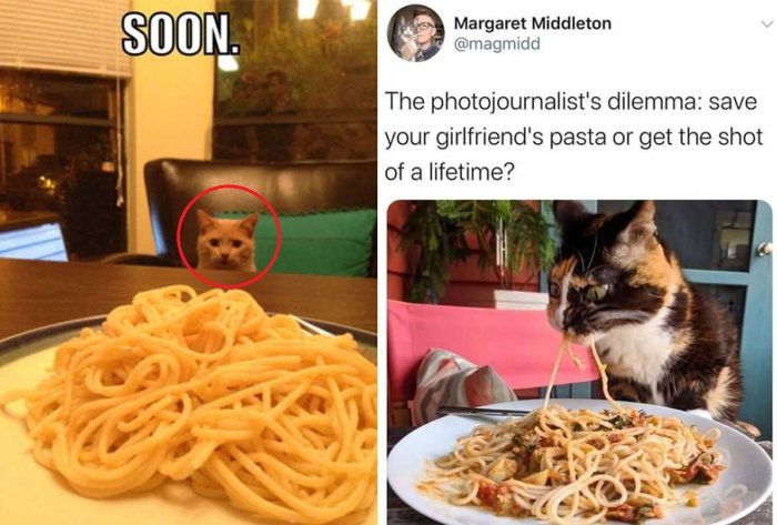 Cats & Pasta: A Recipe for Laughter