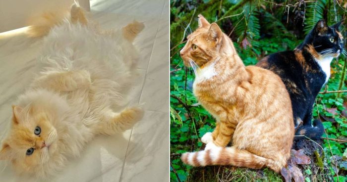 Best Cat Photos Sent To Us This Week (15 October 2023)