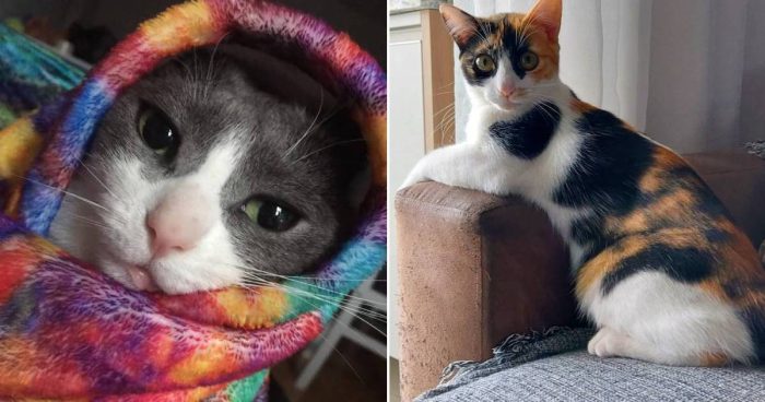 Best Cat Photos Sent To Us This Week (26 November 2023)