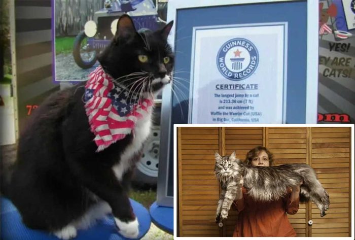10 incredible cat records registered to Guinness