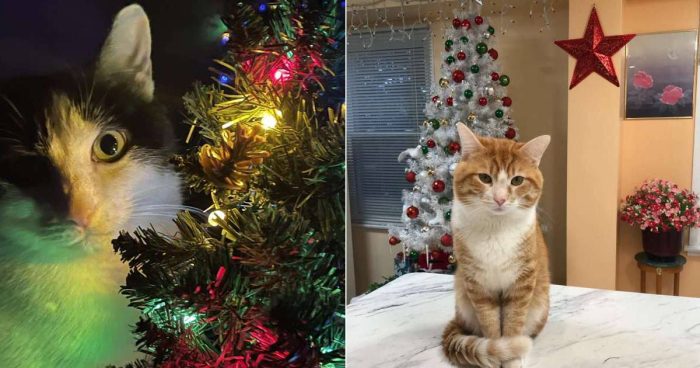 Best Cat Photos Sent To Us This Week (24 December 2023)