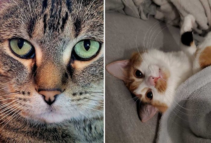 Best Cat Photos Sent To Us This Week (03 December 2023)