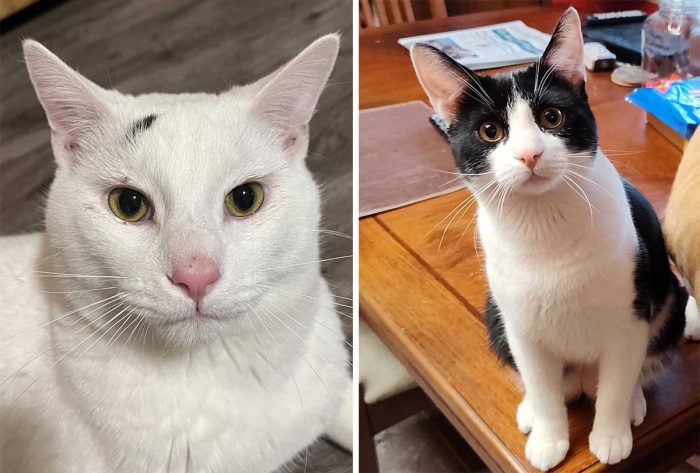 Best Cat Photos Sent To Us This Week (17 December 2023)