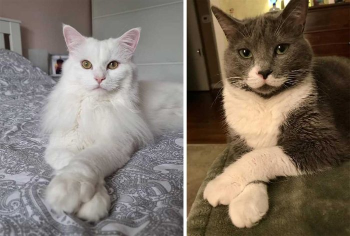 Our Community’s Stylish Cats Show Off Their Paws Neatly Crossed