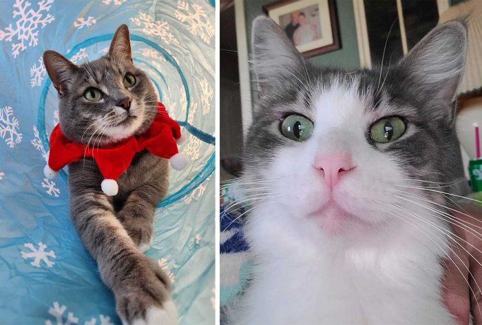 Best Cat Photos Sent To Us This Week (31 December 2023)