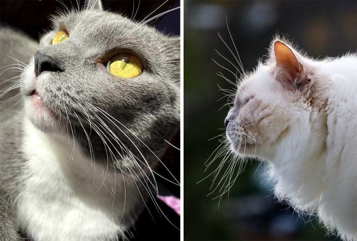 Whisker Spotlight: 48 Photos of Cats Who Stole the Show with Their Mesmerizing Whiskers
