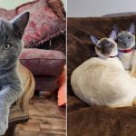 Best Cat Photos Sent To Us This Week (25 February 2024)