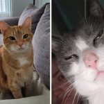 Best Cat Photos Sent To Us This Week (18 February 2024)