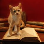 Massachusetts library accepts photos of cats in return for late or damaged books