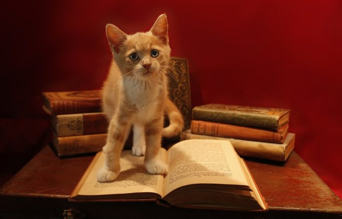 Massachusetts library accepts photos of cats in return for late or damaged books