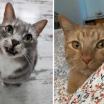 Best Cat Photos Sent To Us This Week (31 March 2024)