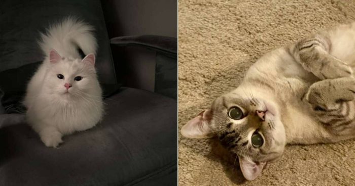 Best Cat Photos Sent To Us This Week (28 April 2024)