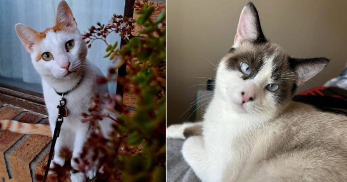 Best Cat Photos Sent To Us This Week (14 April 2024)