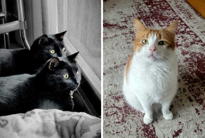 Best Cat Photos Sent To Us This Week (07 April 2024)
