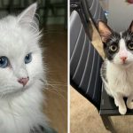 Best Cat Photos Sent To Us This Week (21 April 2024)