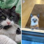 Best Cat Photos Sent To Us This Week (19 May 2024)