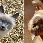 Best Cat Photos Sent To Us This Week (02 June 2024)