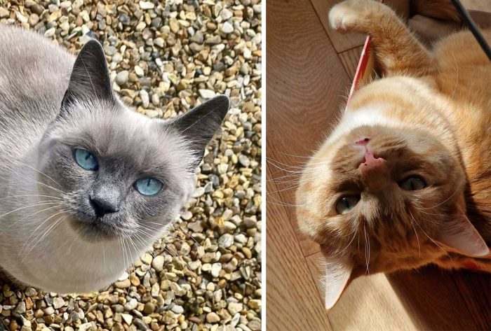 Best Cat Photos Sent To Us This Week (02 June 2024)