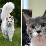 Best Cat Photos Sent To Us This Week (16 June 2024)