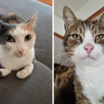 Best Cat Photos Sent To Us This Week (30 June 2024)