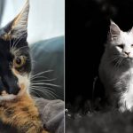 Best Cat Photos Sent To Us This Week (07 July 2024)