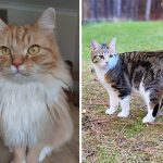 Best Cat Photos Sent To Us This Week (14 July 2024)