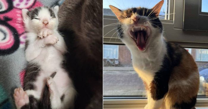 Best Cat Photos Sent To Us This Week (18 August 2024)