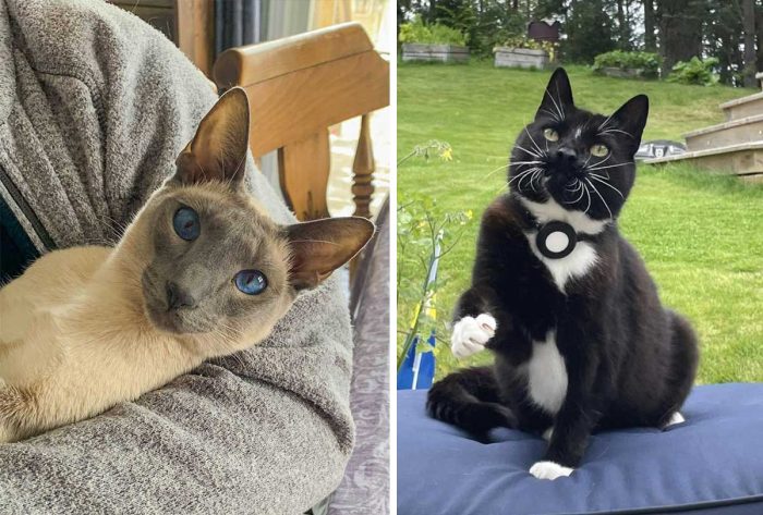 Best Cat Photos Sent To Us This Week (11 August 2024)